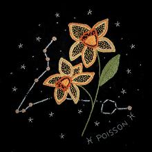 Pisces constellation and its daffodil